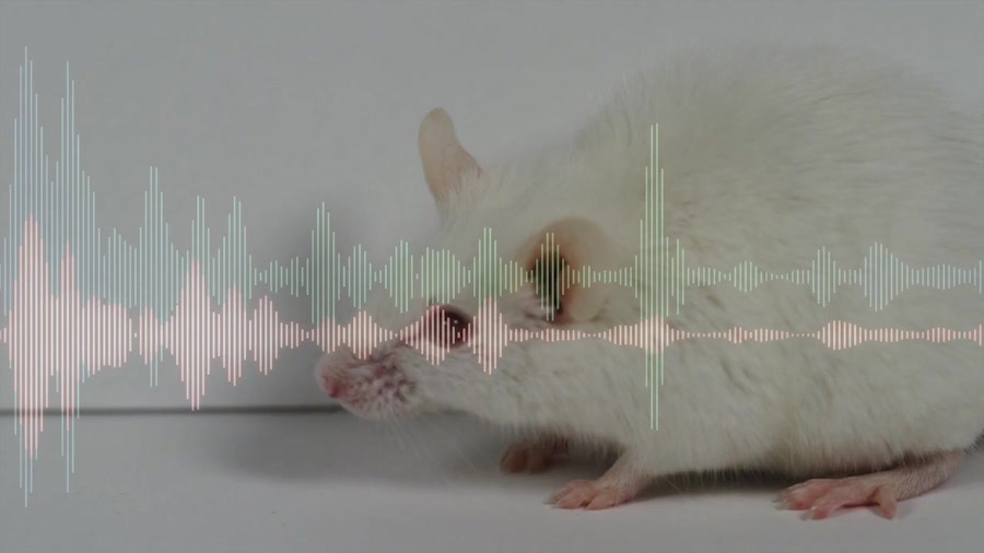 understanding animal sounds.jpeg