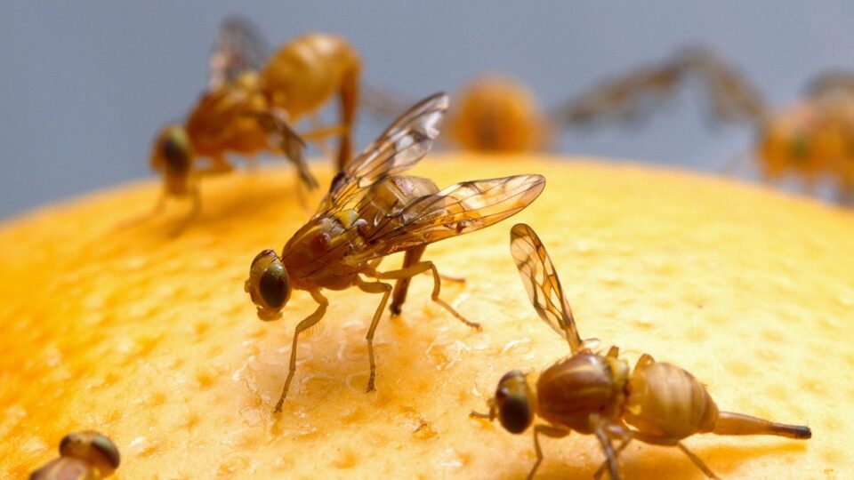 Mexican Fruit Fly 3/10/2026