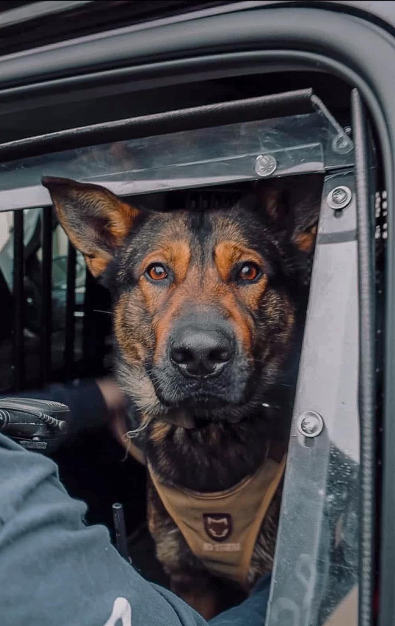 K-9 Police dog