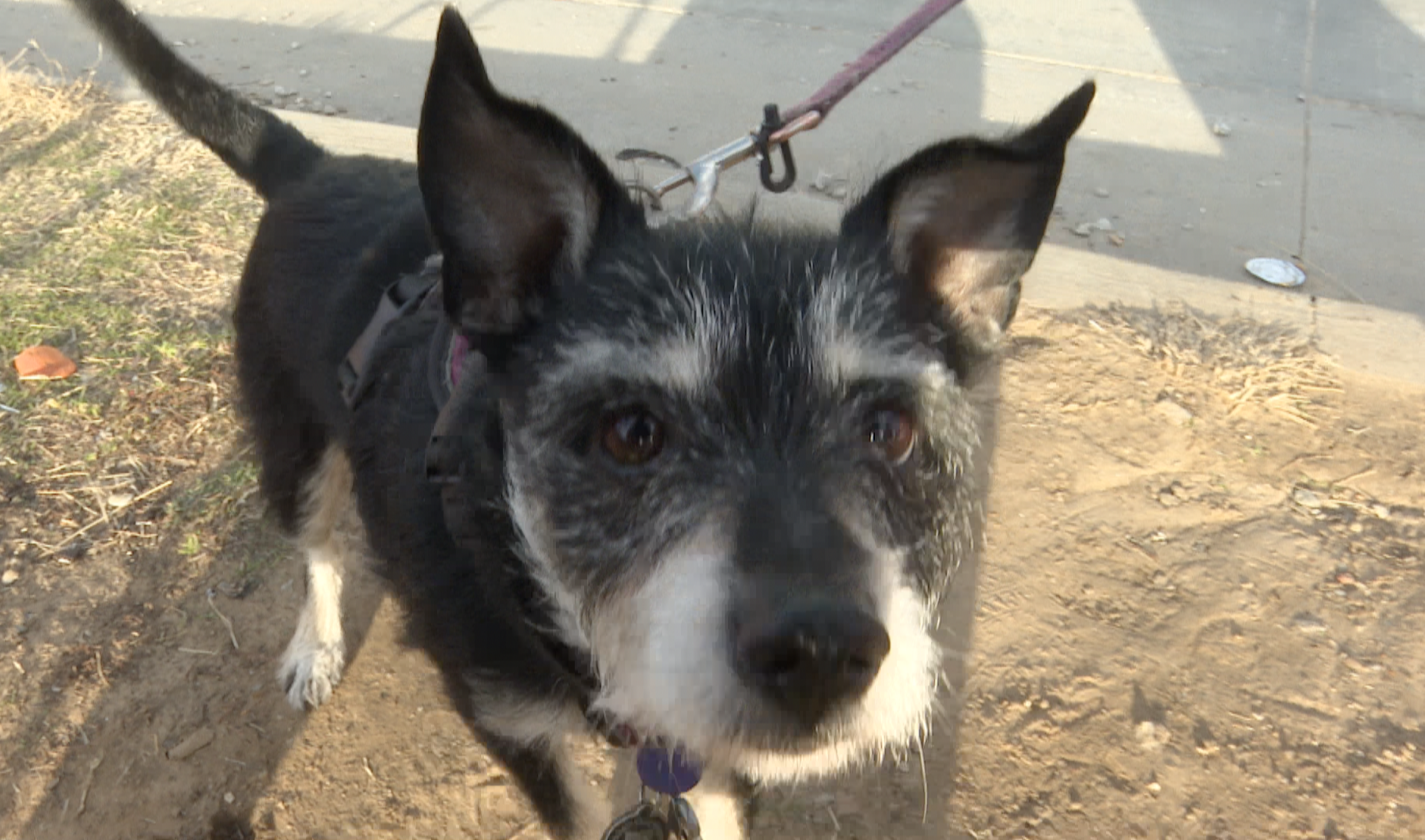 ORGS NEEDING DONATIONS FOR DOGS 