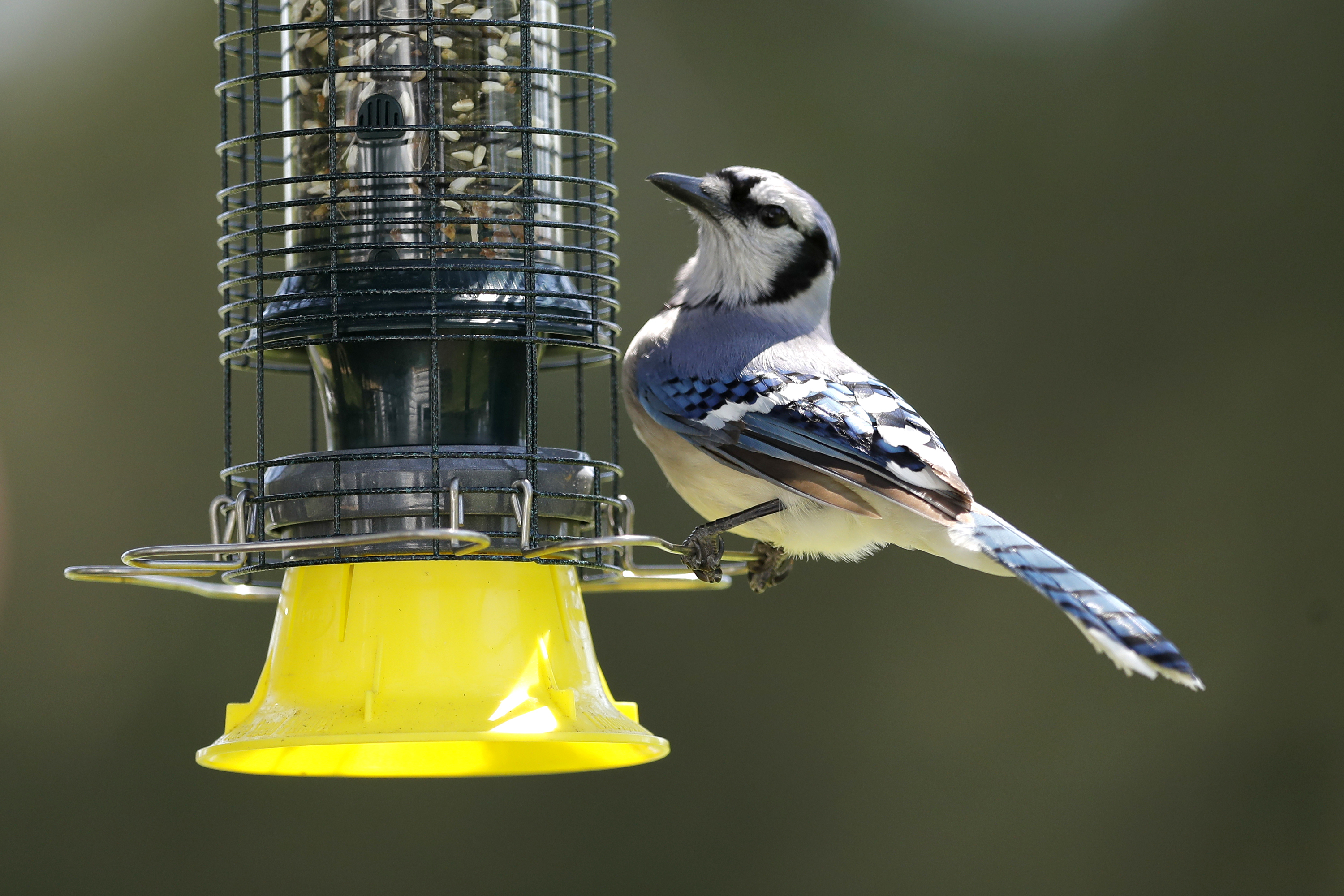 Maryland Birding