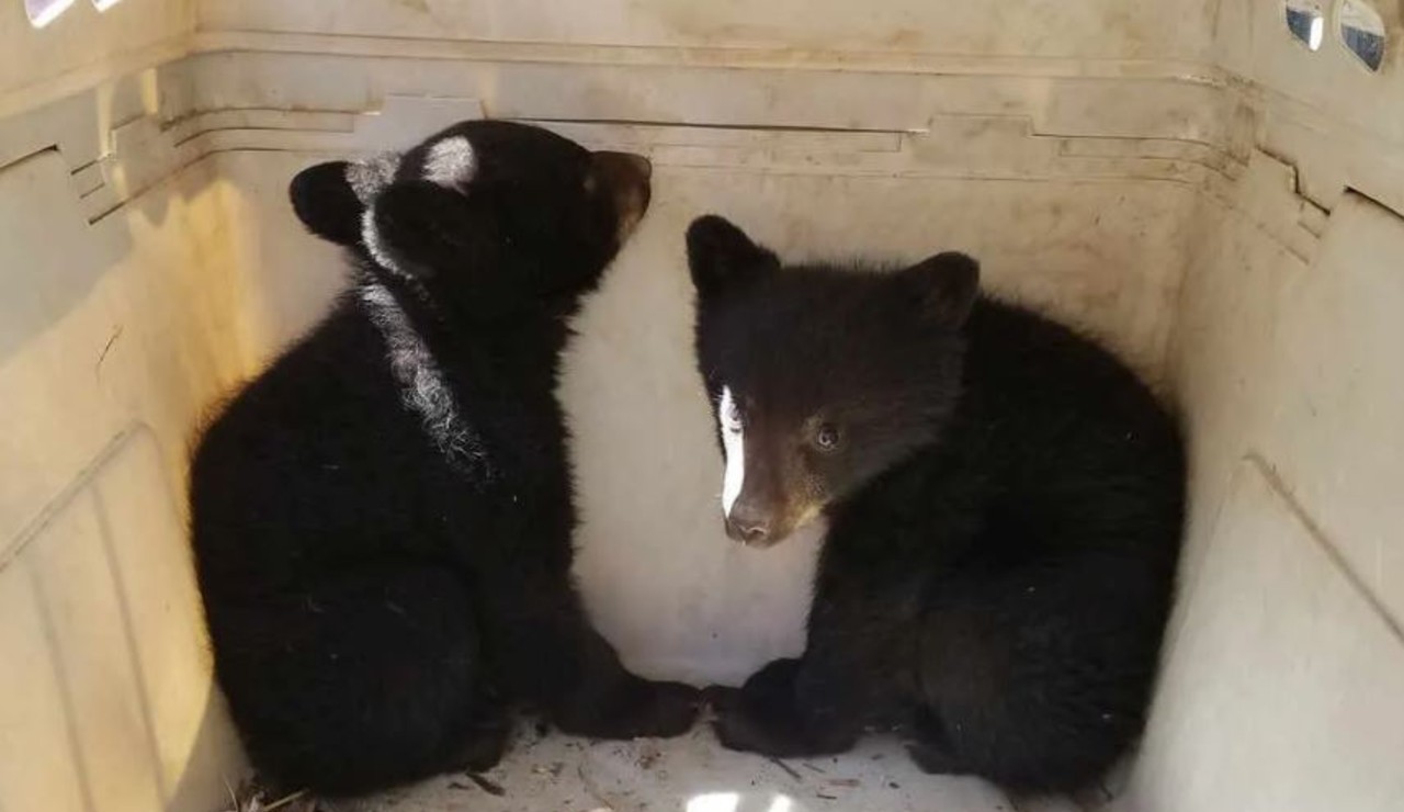 Bears Capture FWP