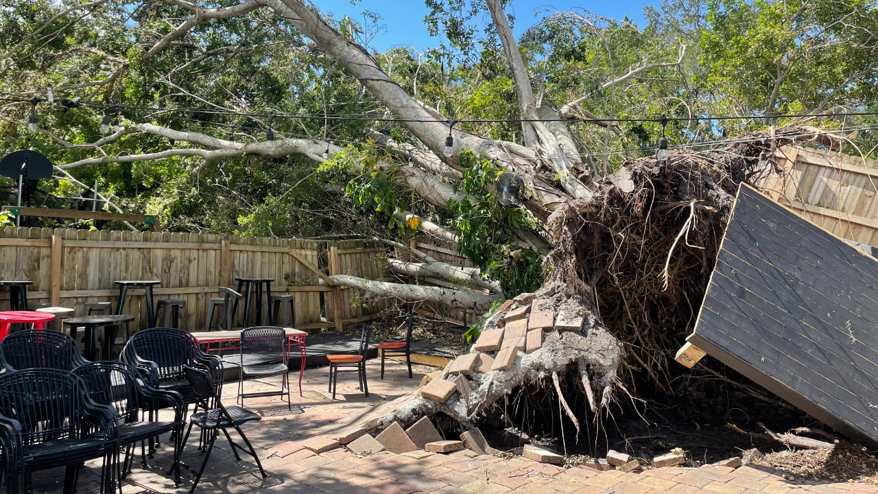 Music venue tree damage