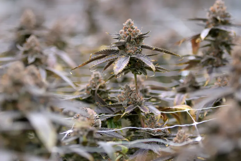 HEMP PLANTS THC.png