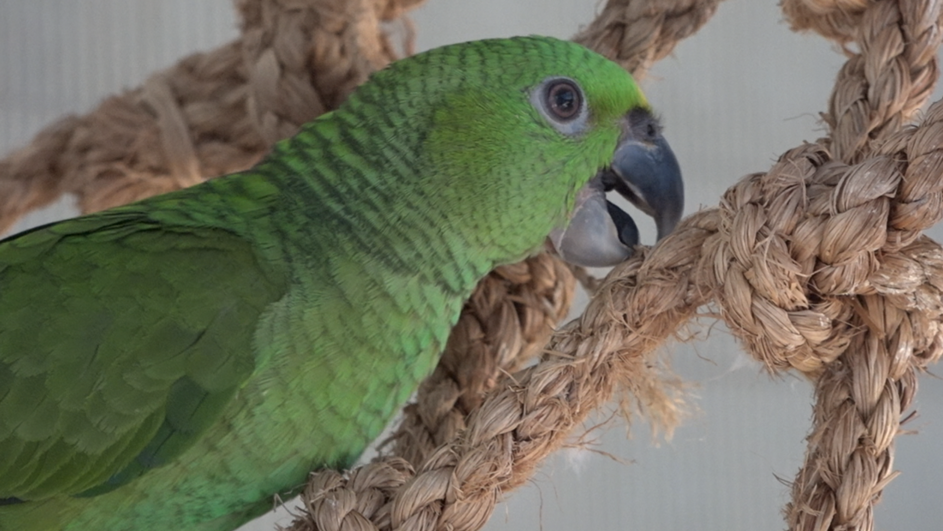 Parrot rescued from smuggler