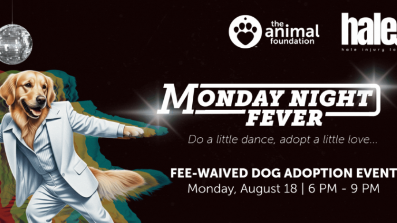 Monday Night Fever at the Animal Foundation