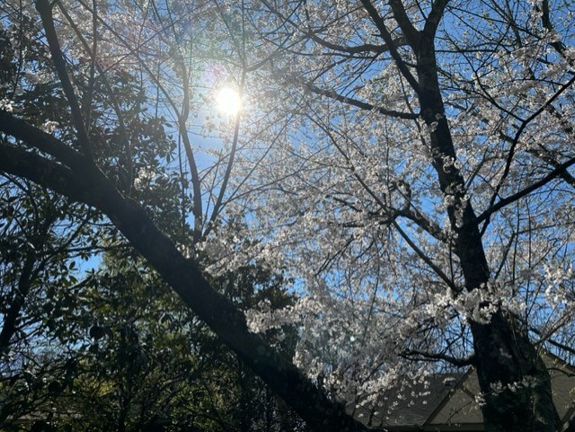 NASHVILLE CHERRY BLOSSOM.jpg