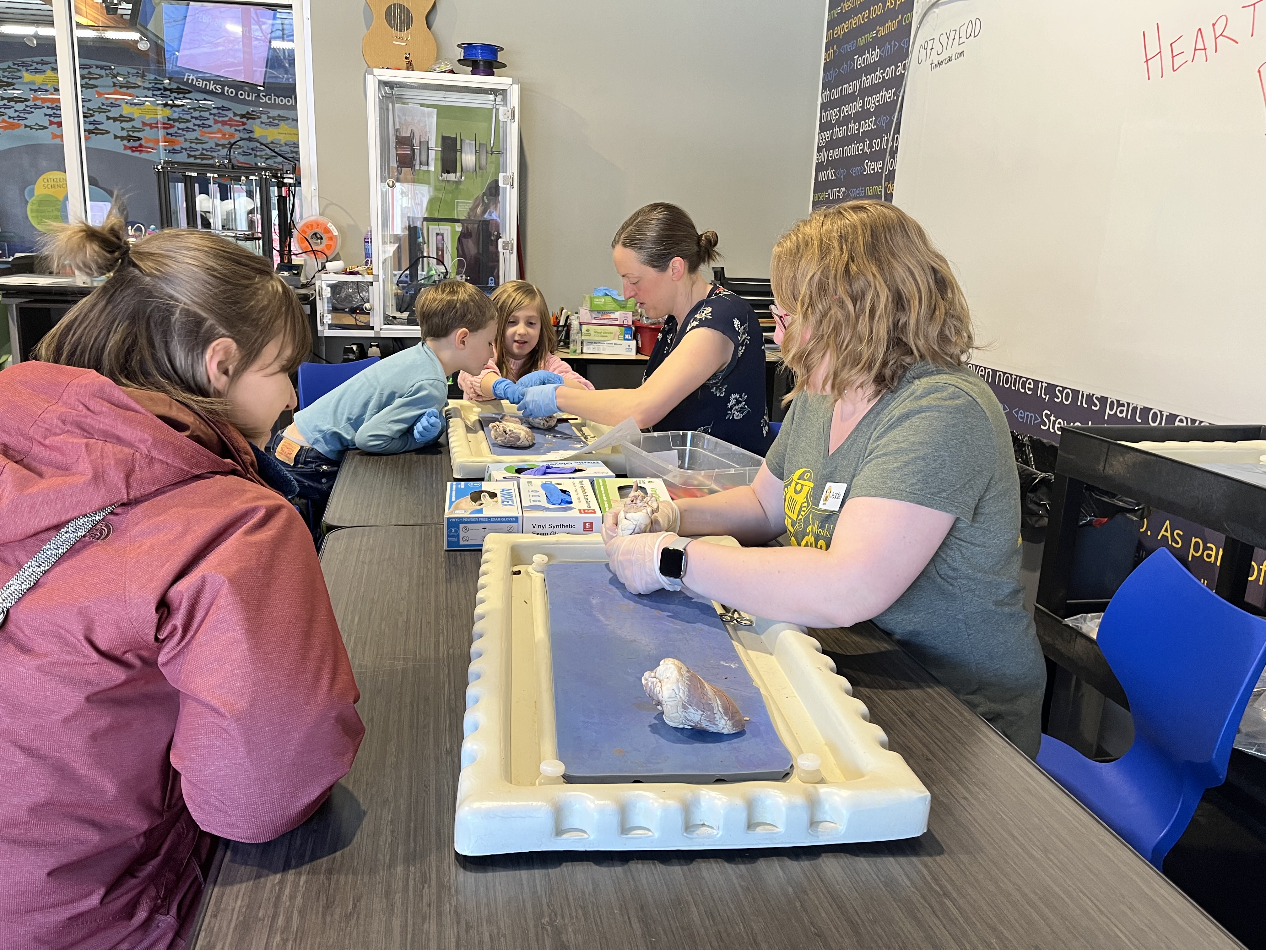 ExplorationWorks gets to the "heart" of biology to teach kids - Vimarsana News