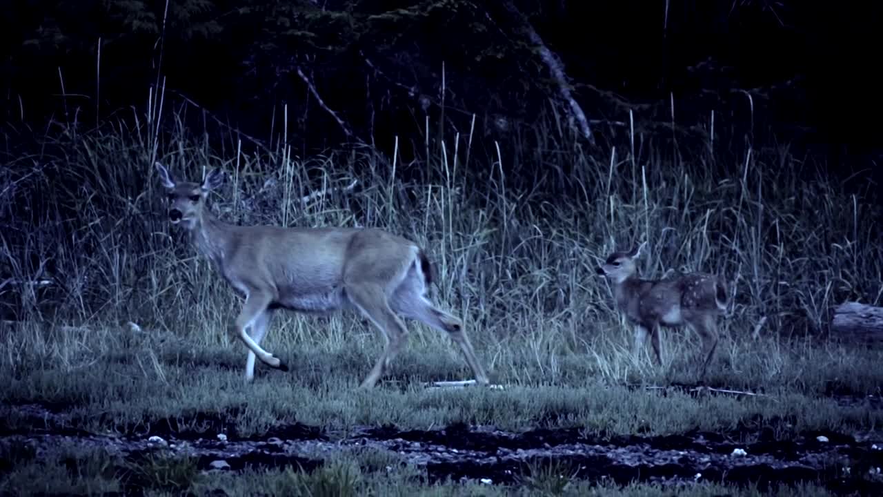 deer night