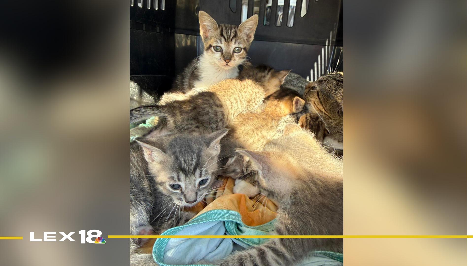 Lexington household surrenders 53 cats