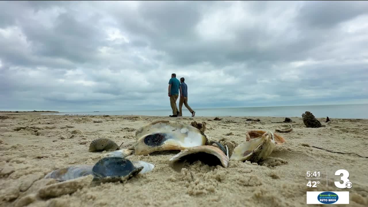 Take a Walk to the beach along the Chesapeake Bay at Grandview Nature Preserve 