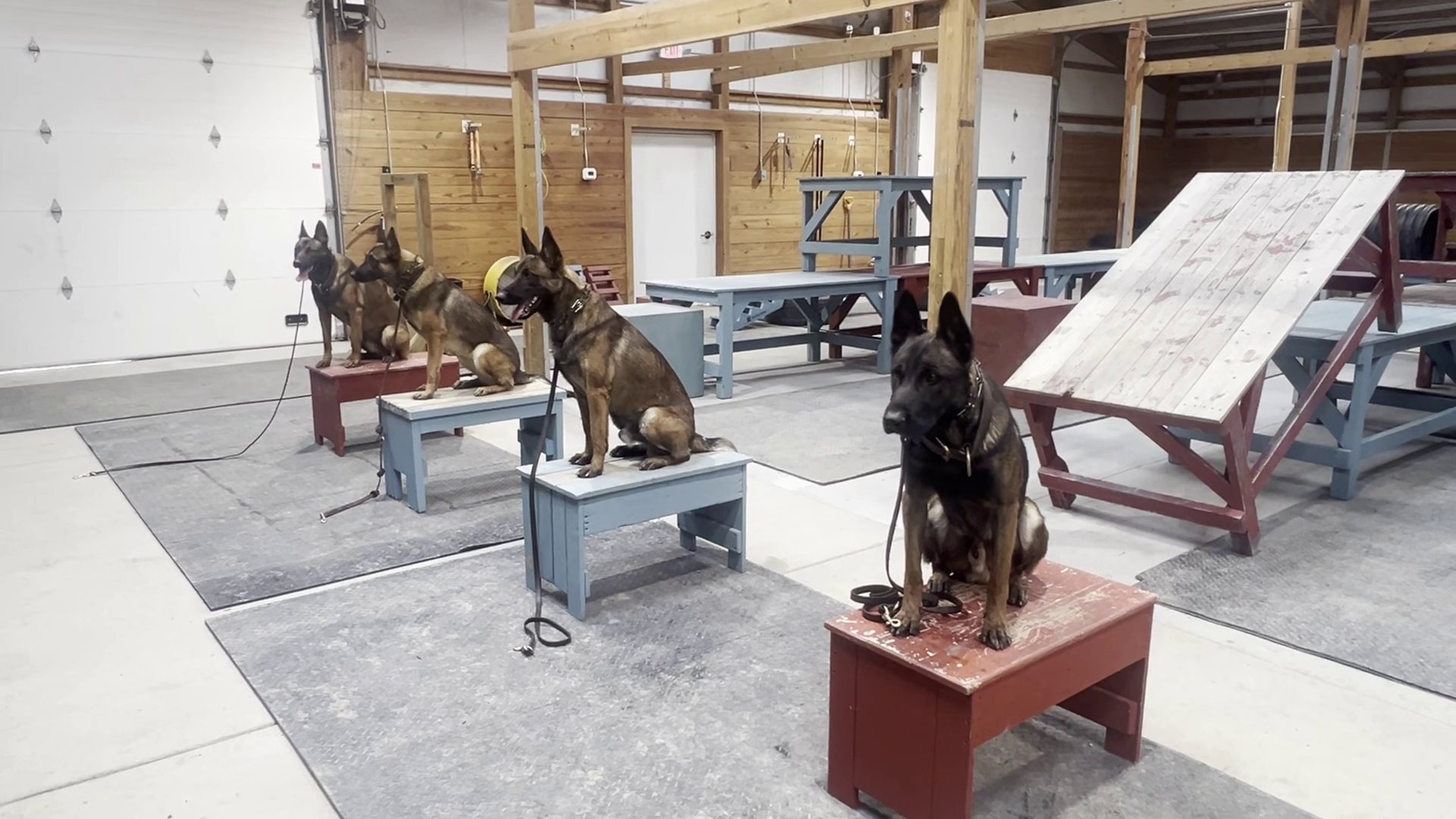 Montana breeder fetching a pretty penny for protection dogs