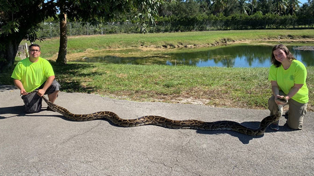 wptv-18-foot-python.jpg