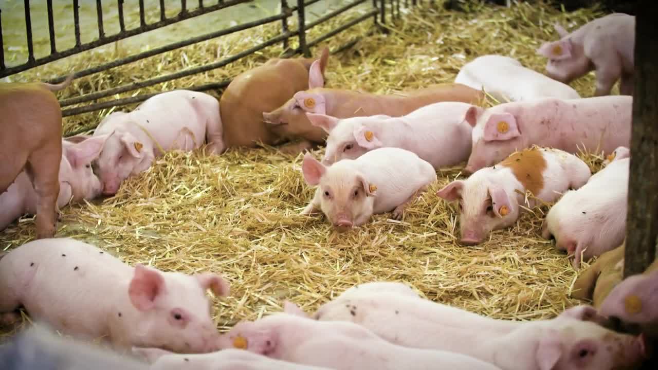 Montana Ag Network: boar stud facility aims to strengthen pork industry