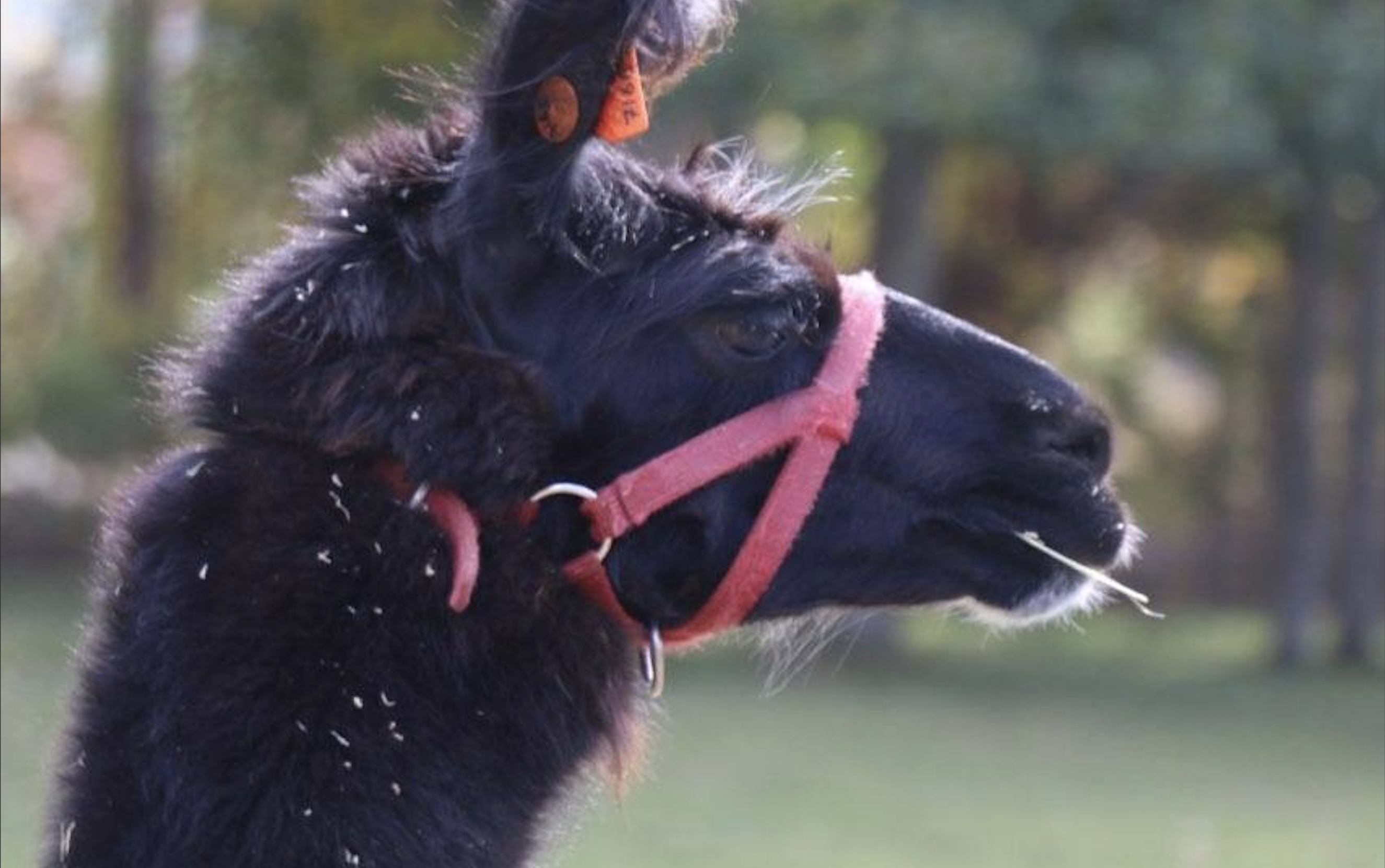 Wally the llama has been vaccinated eight times