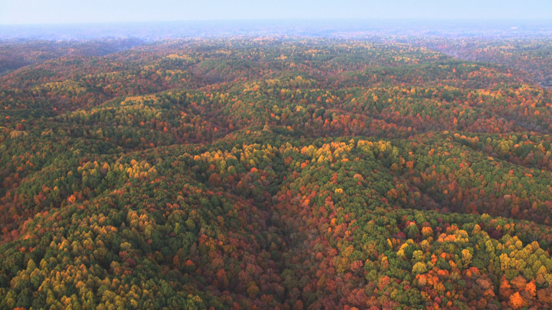 fall foliage tennessee leaves