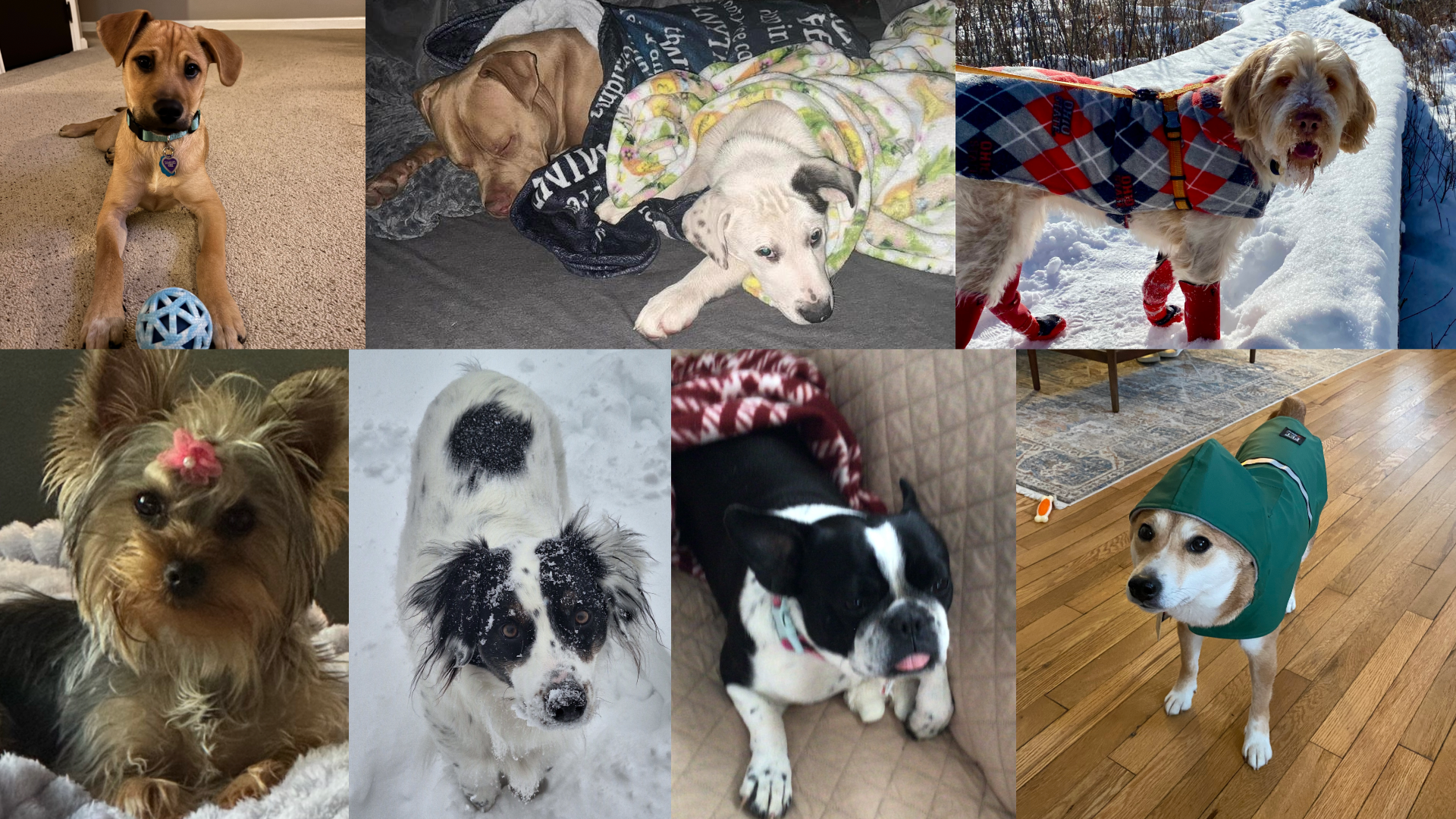 dawg walking web.png