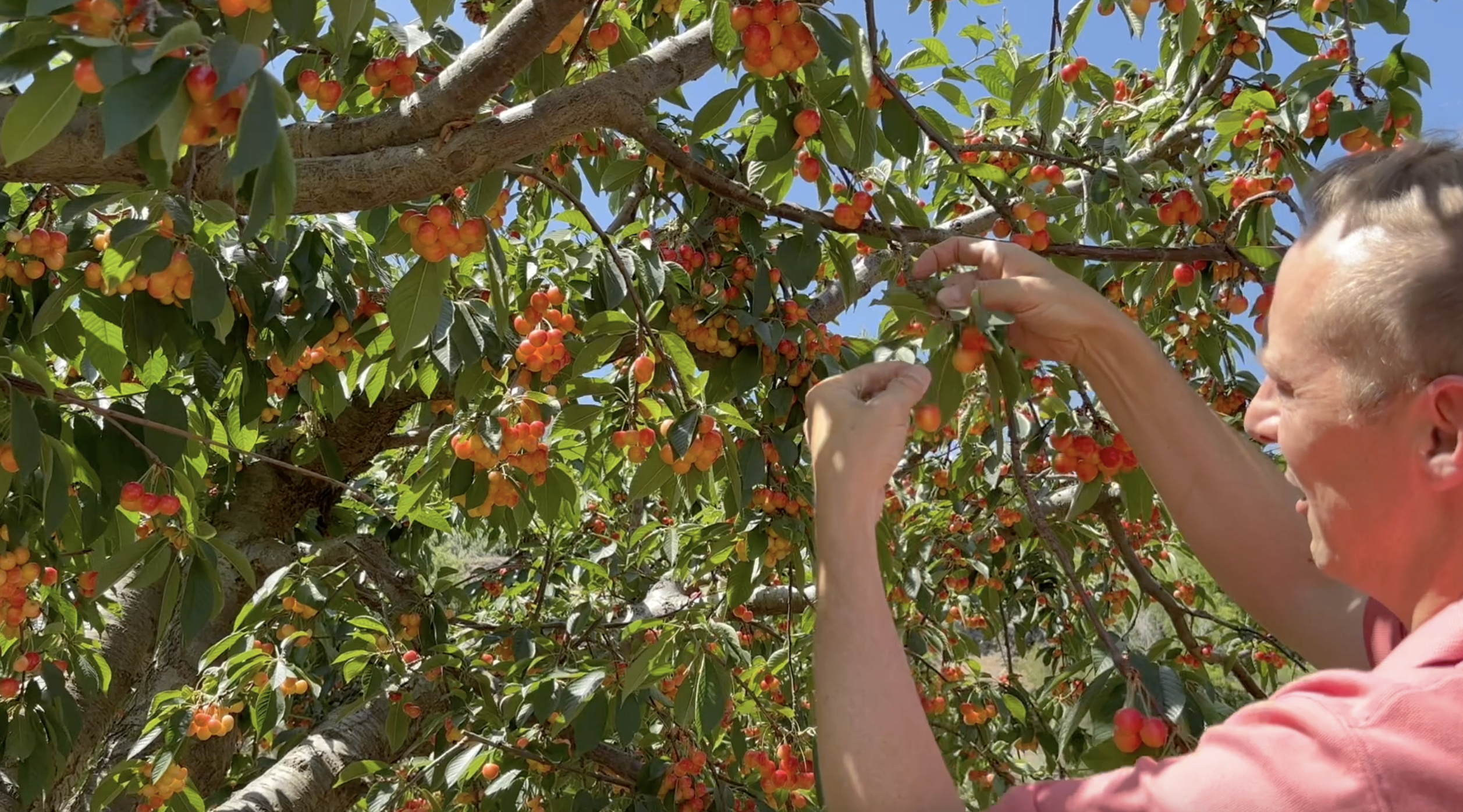 Cherry season is in full swing at this historic Idaho orchard