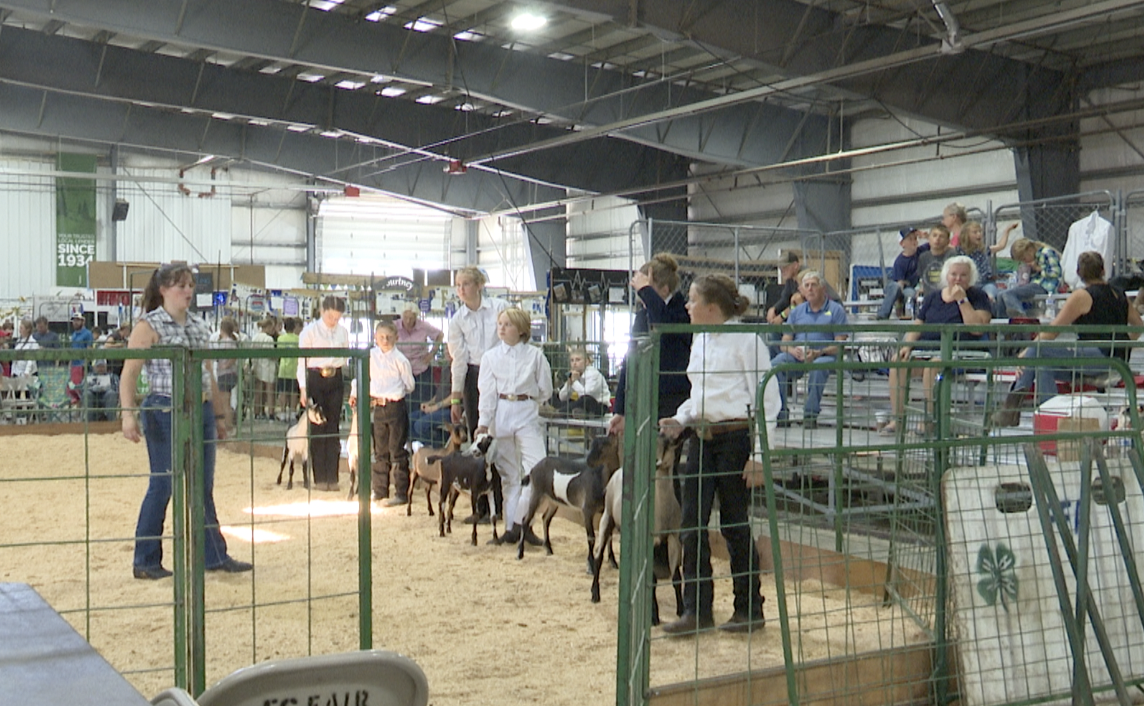 Northwest Montana Fair Livestock