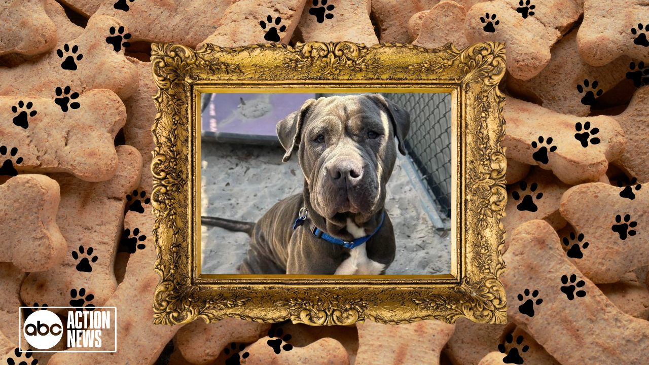 Rescues in Action: Maisie