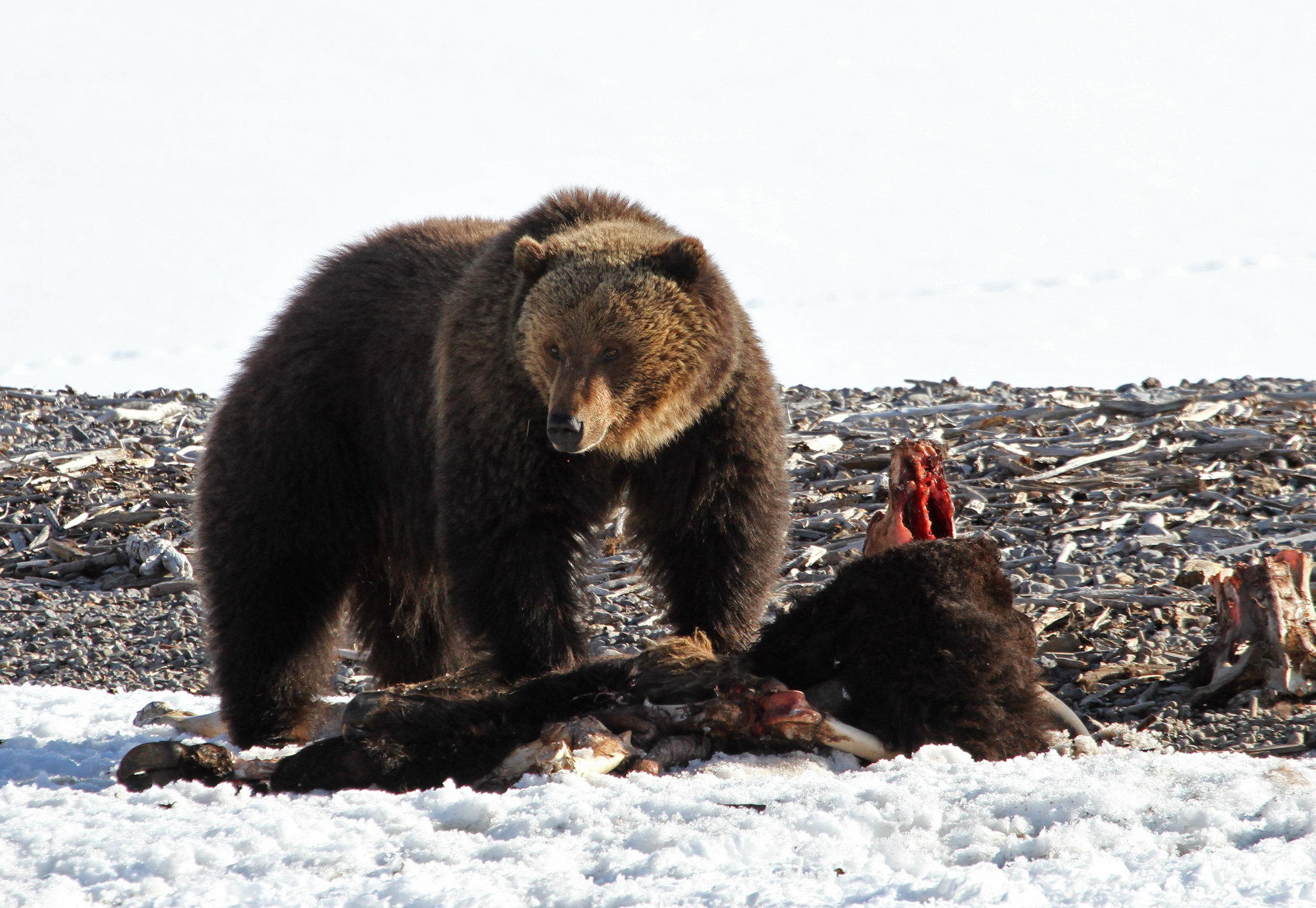 A grizzly bear feeding on a bison carcass near Yellowstone Lake, Wyoming.