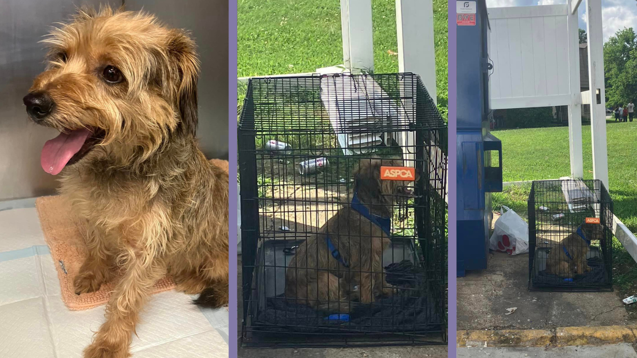 Richmond Animal Care and Control