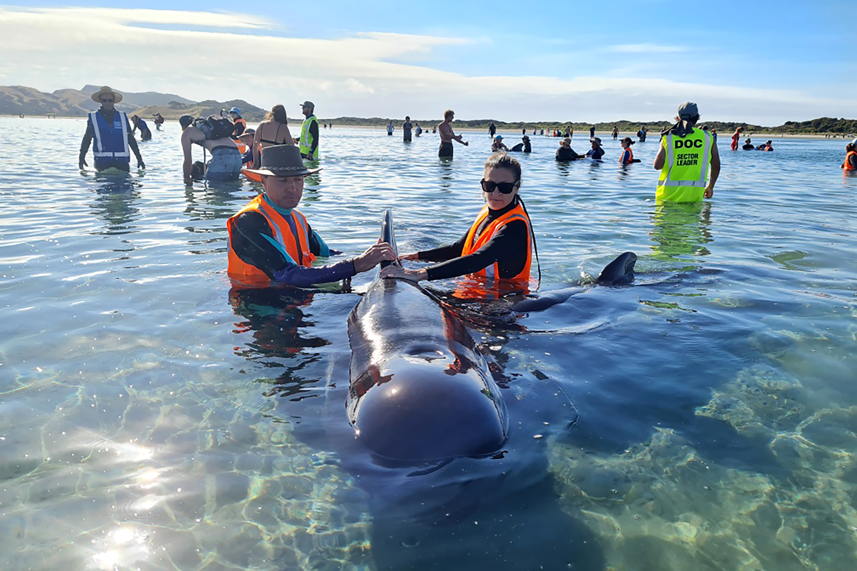 New Zealand Whale Stranding