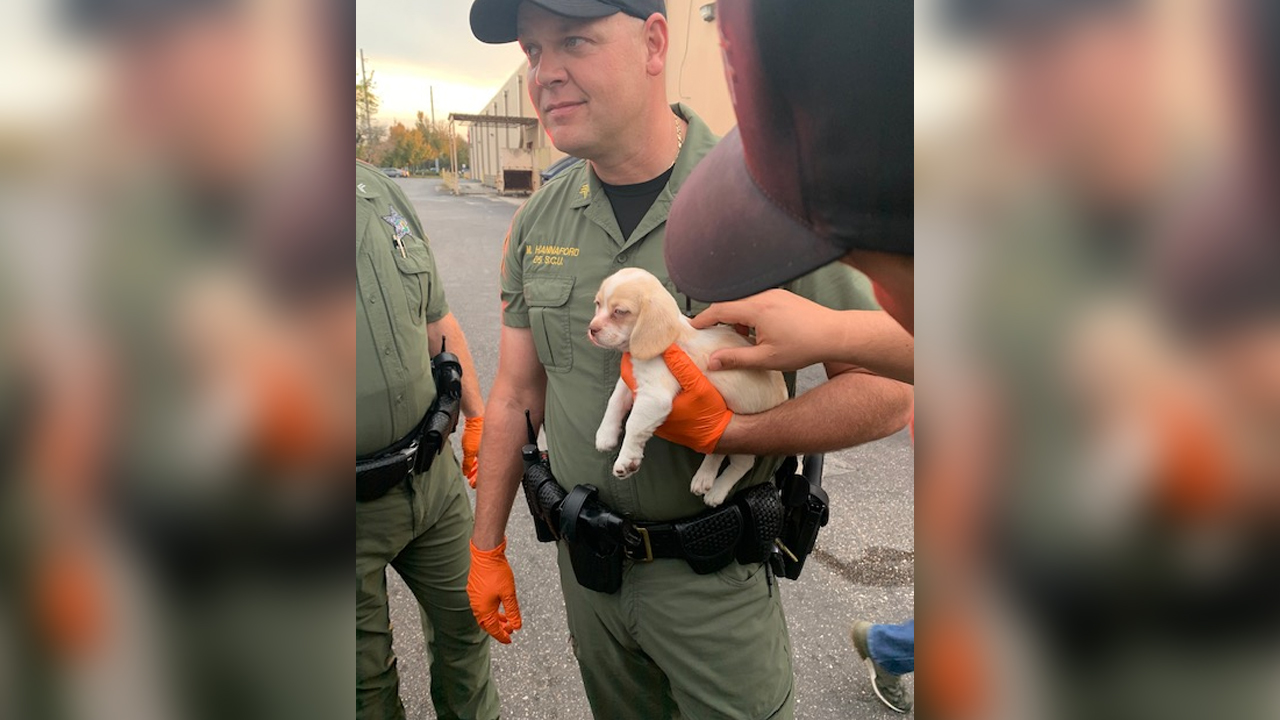 The owner of a small puppy was caught shoplifting at a Bass Pro Shops in Hillsborough County, Florida.