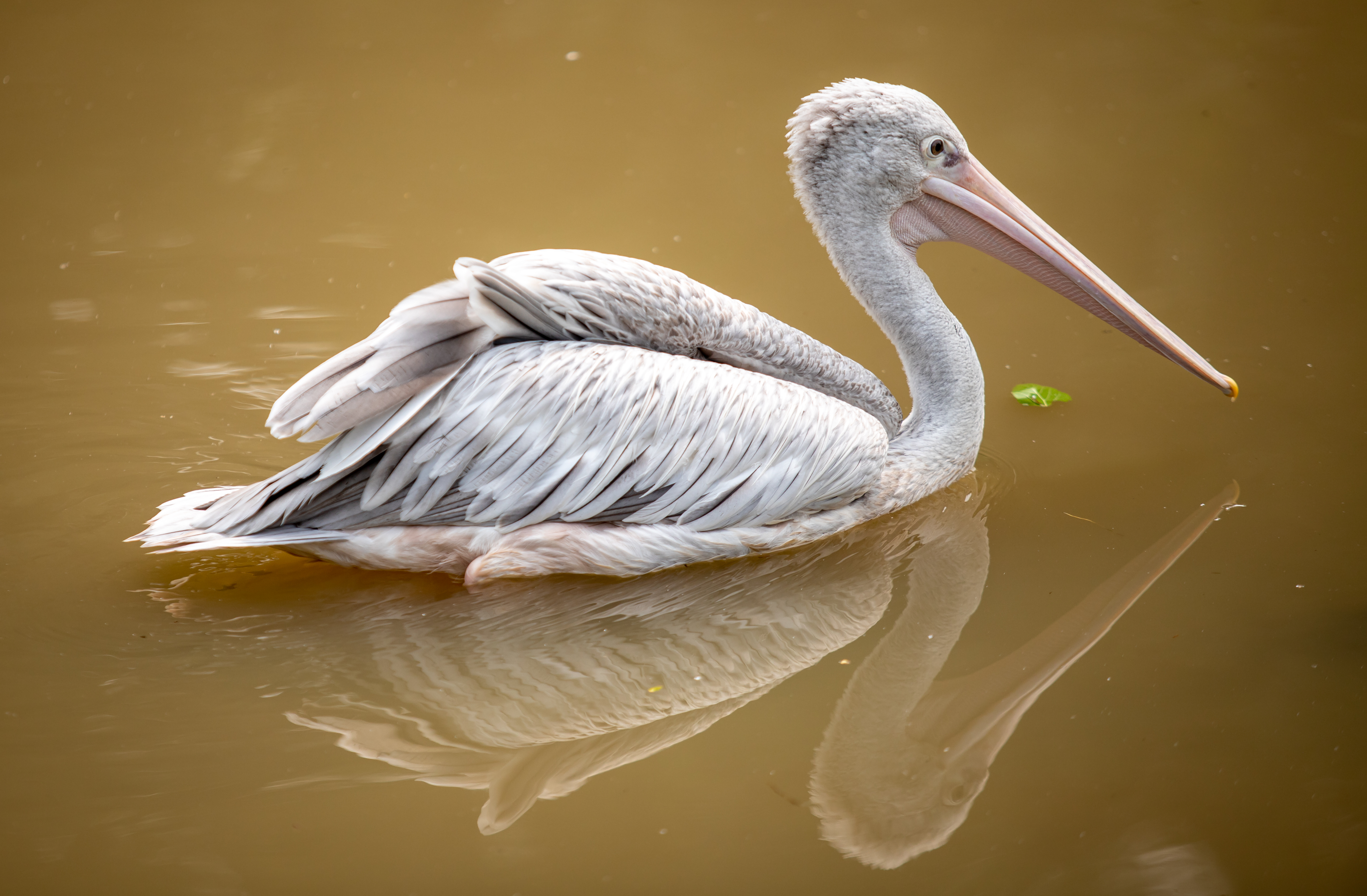 Pink Backed Pelican