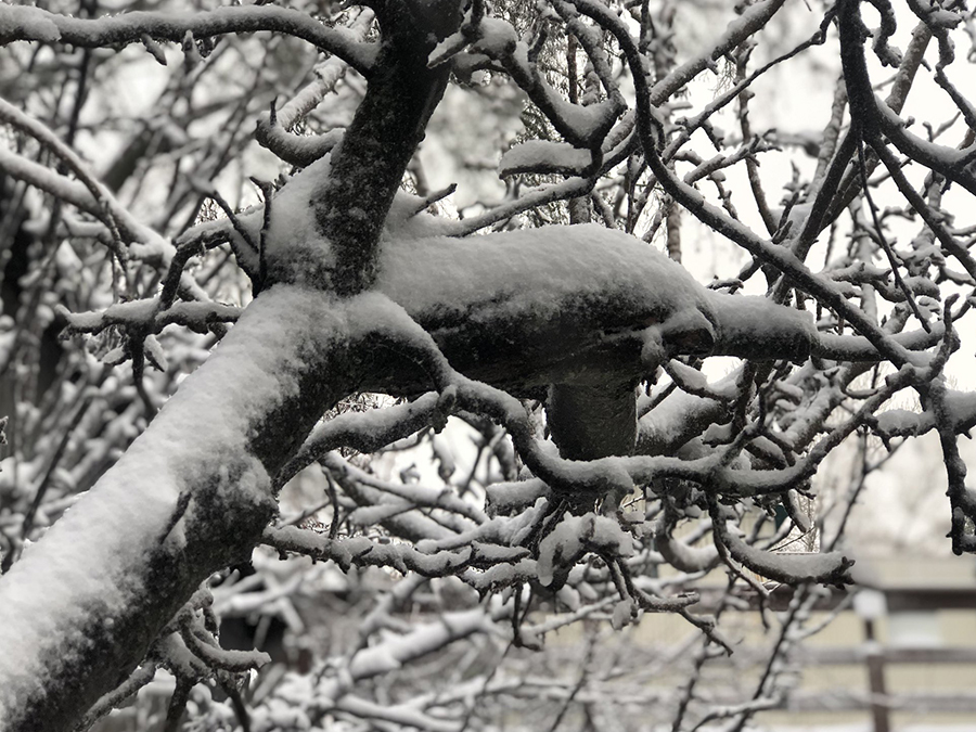julian_tree_snow.jpg