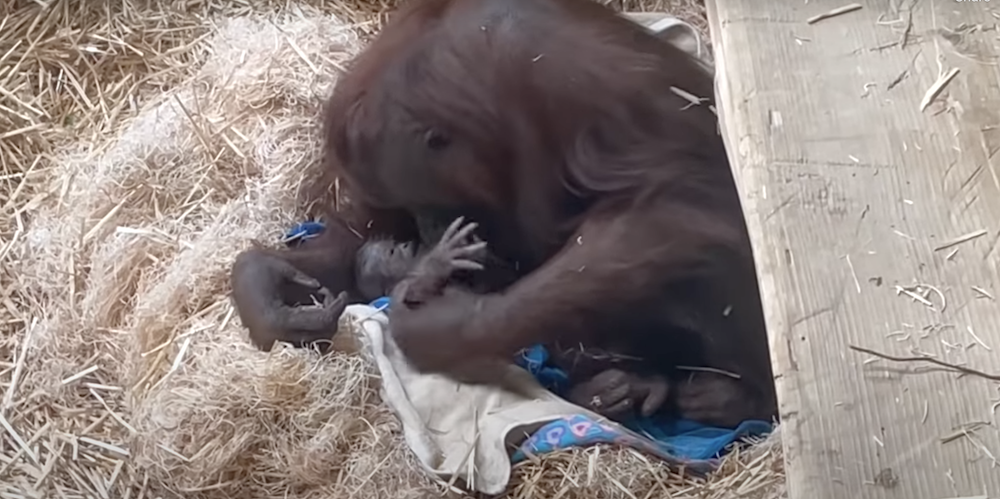 oregon zoo.png