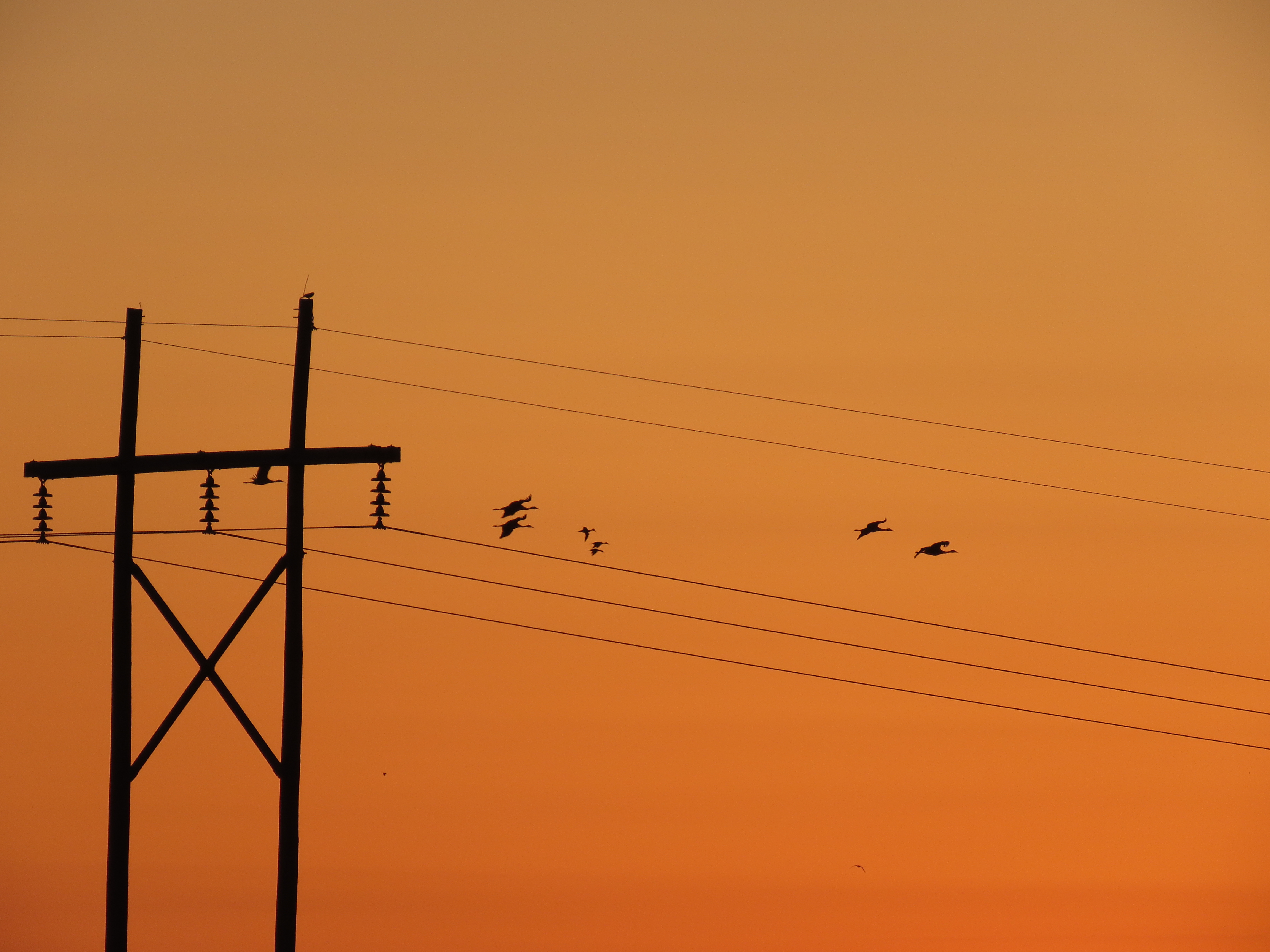 Crane Power Line Photo 1.JPG