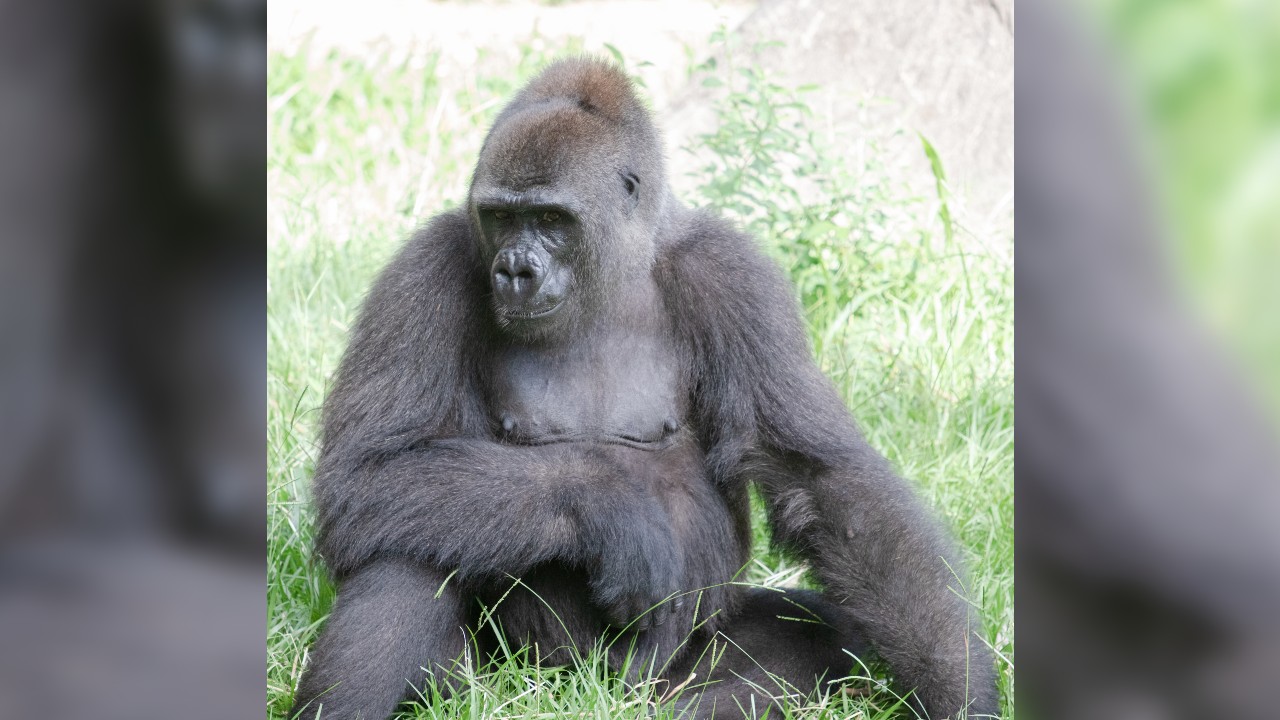 Critically endangered gorilla pregnant with first baby at New Orleans zoo