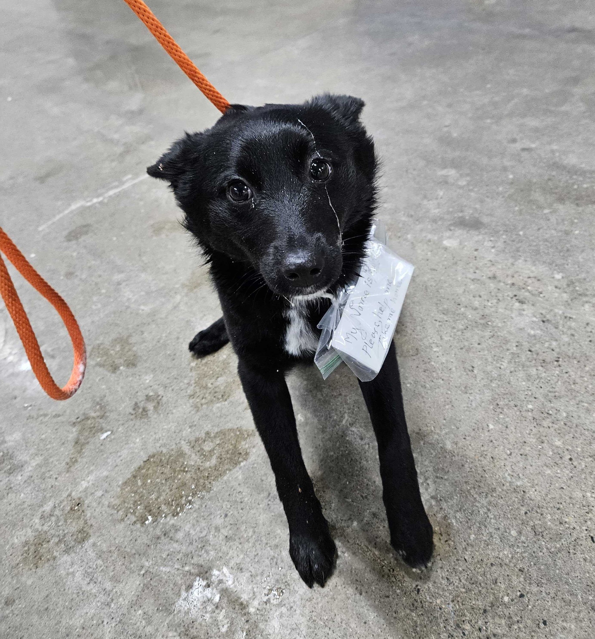 Dog found abandoned in Meijer parking lot 2.jpg