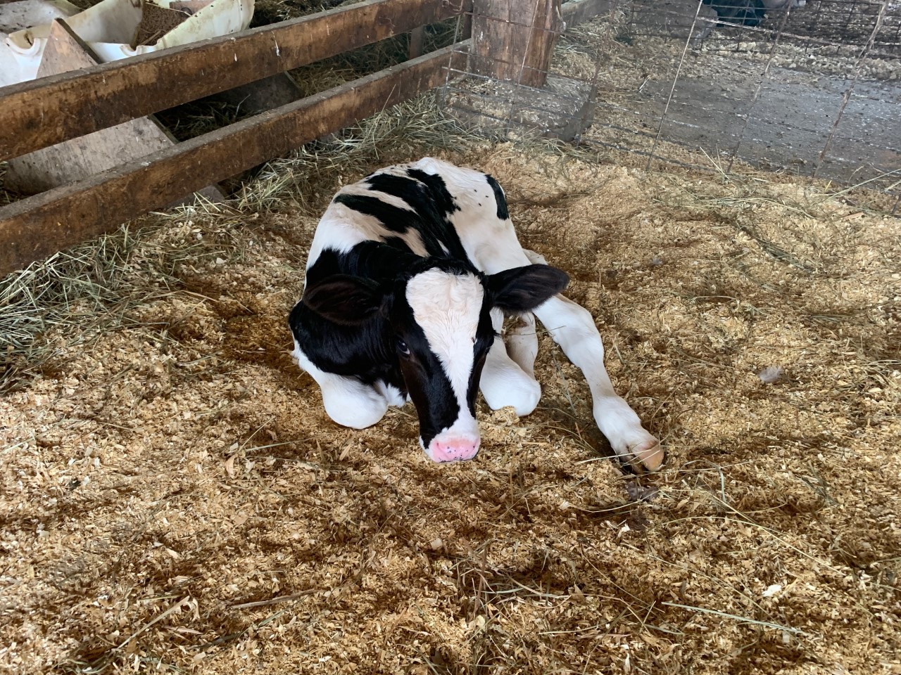 Hatcher Dairy Farm