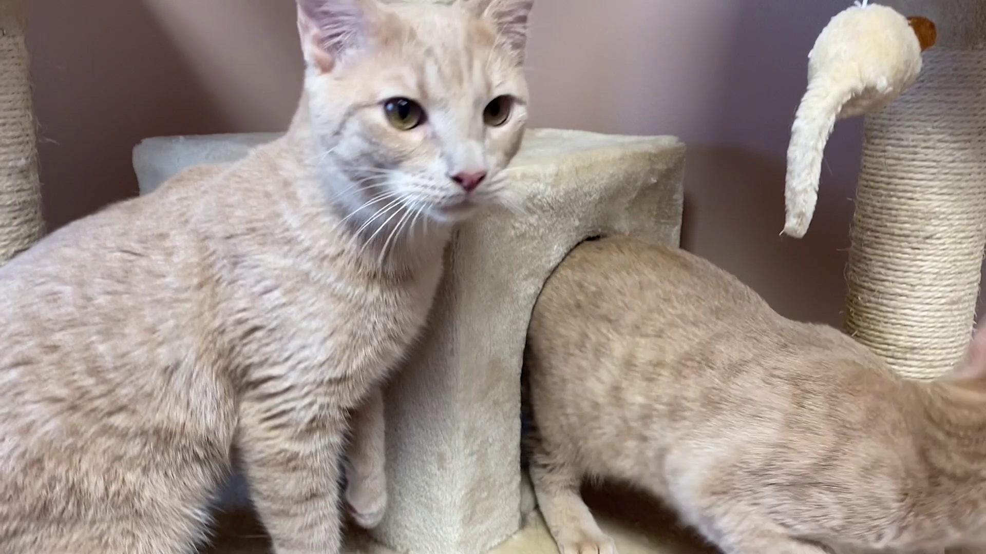 Cat at the Great Falls Animal Shelter (November 2022)