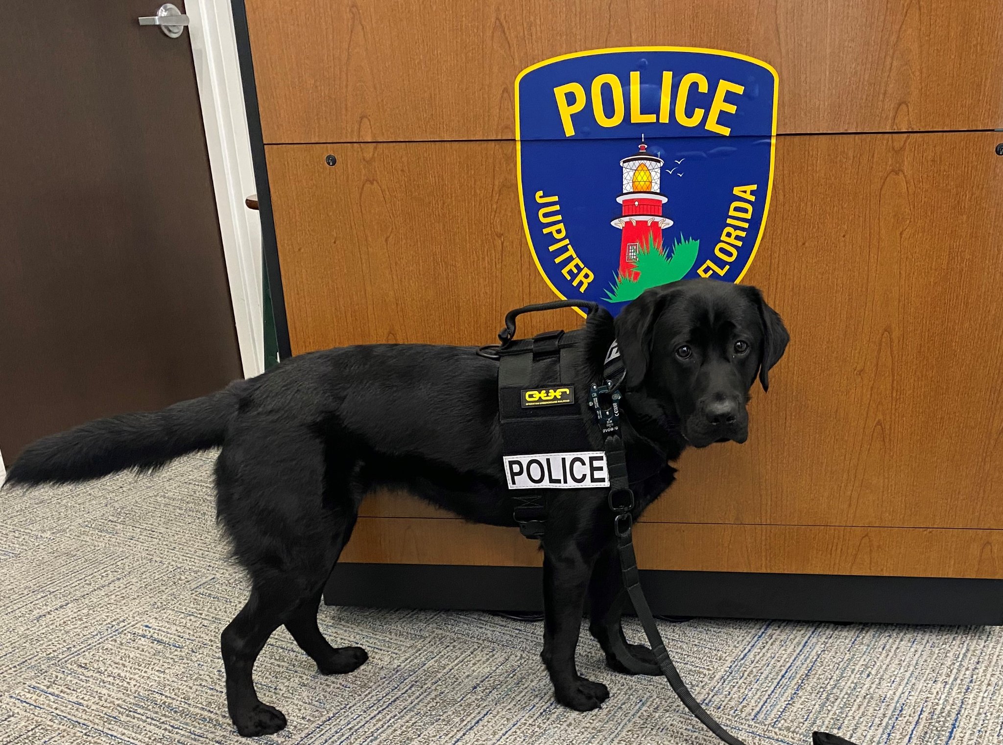 K9 Koda Jupiter 08162022