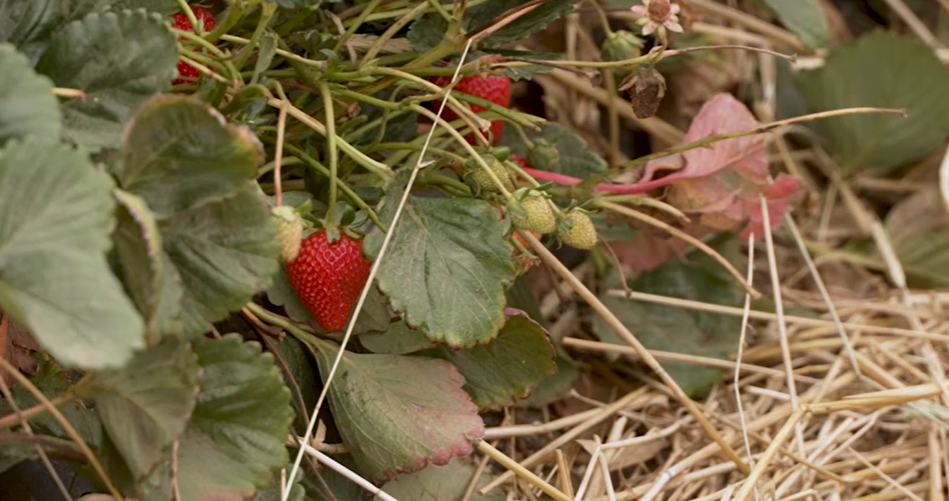 strawberry field day