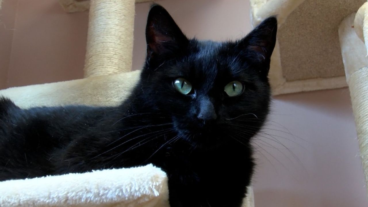 Weekly Wags: meet Cloud