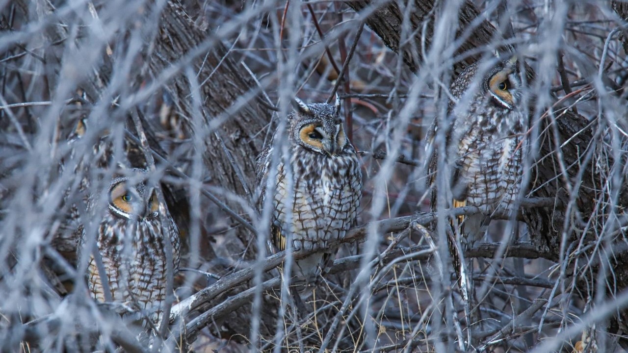 Long-eared owls