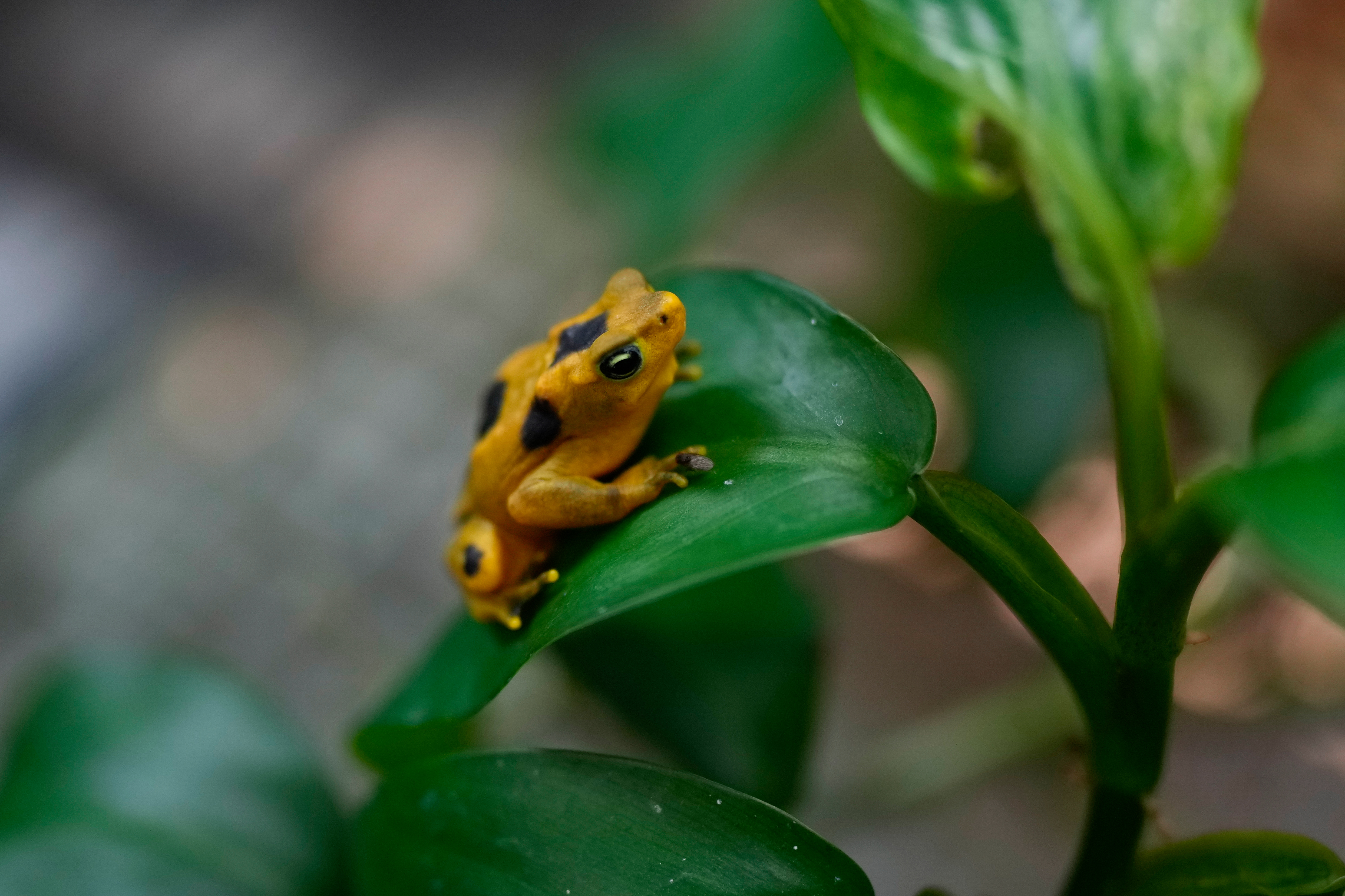 A golden frog, an endangered species, sits inside a glass tank at the Amphibian Rescue and Conservation Center, run by the Smithsonian and financed by the government, in Gamboa, Panama, Thursday, April 2, 2026.