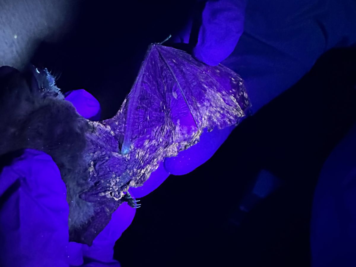 White-nose syndrome