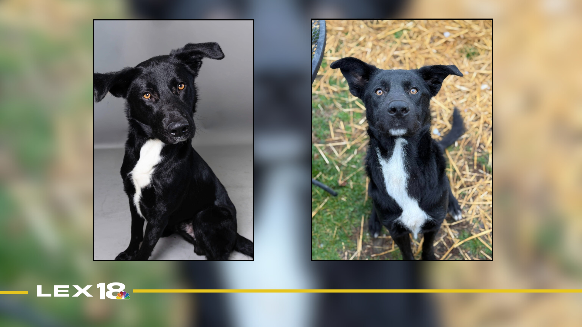 Featured Image Custom Edit (1).png