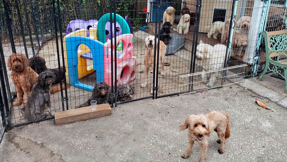 wptv-dog-breeder-fire-.jpg