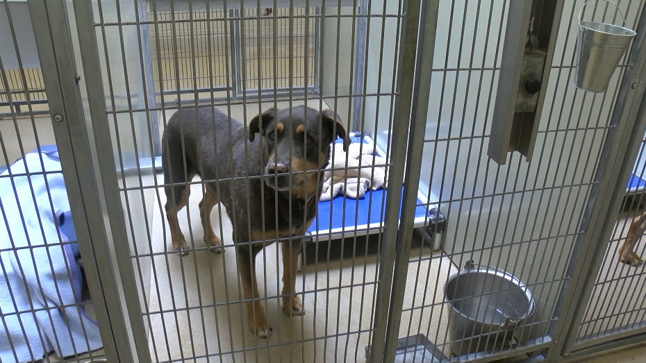 lost dog santa maria animal shelter 2019.PNG