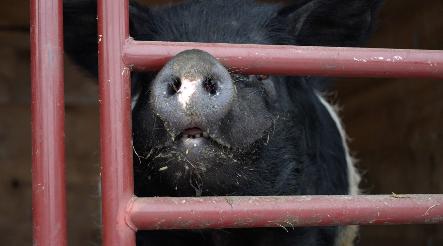 turner farms pig