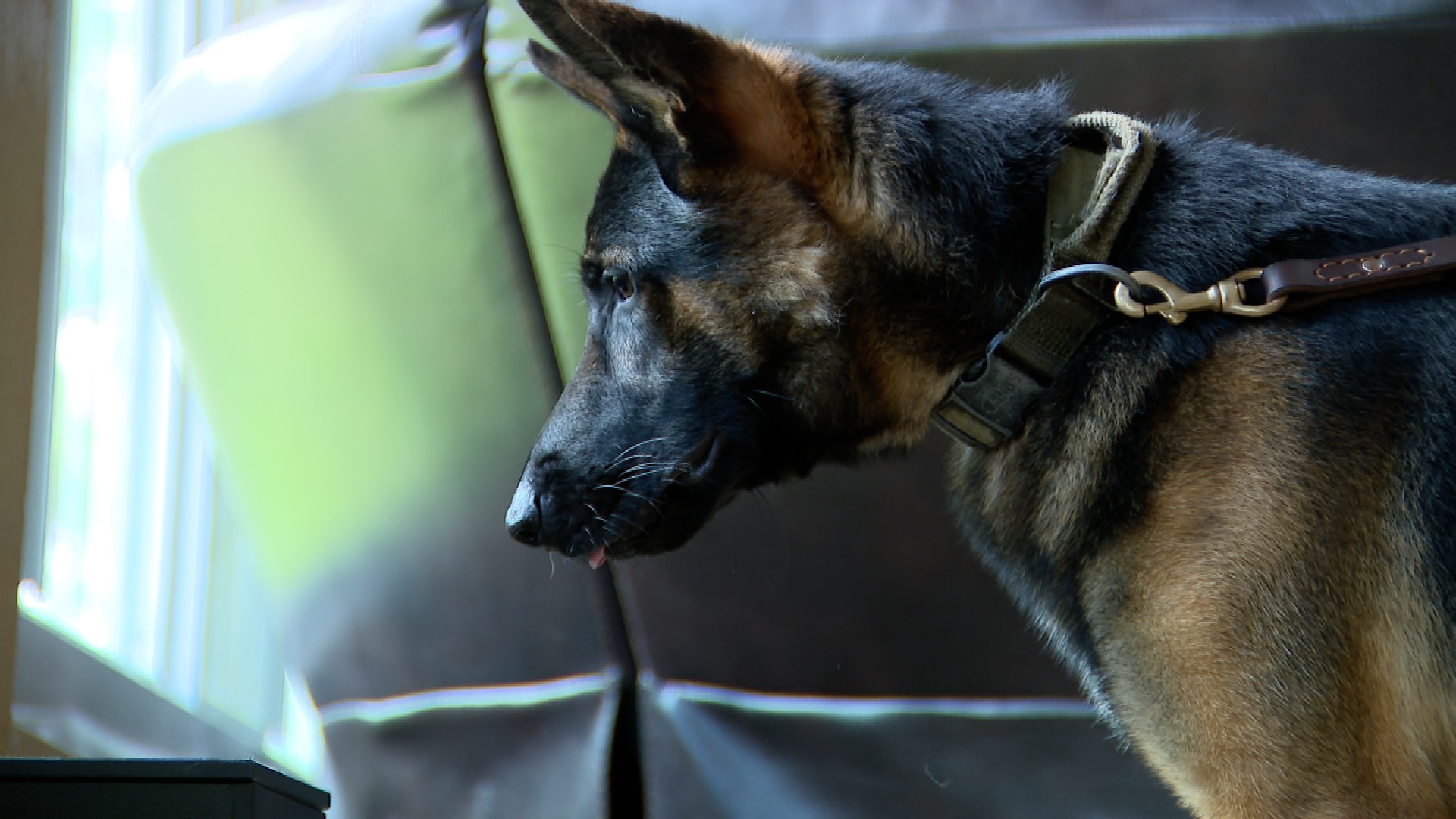 K9 Zuko on the hunt
