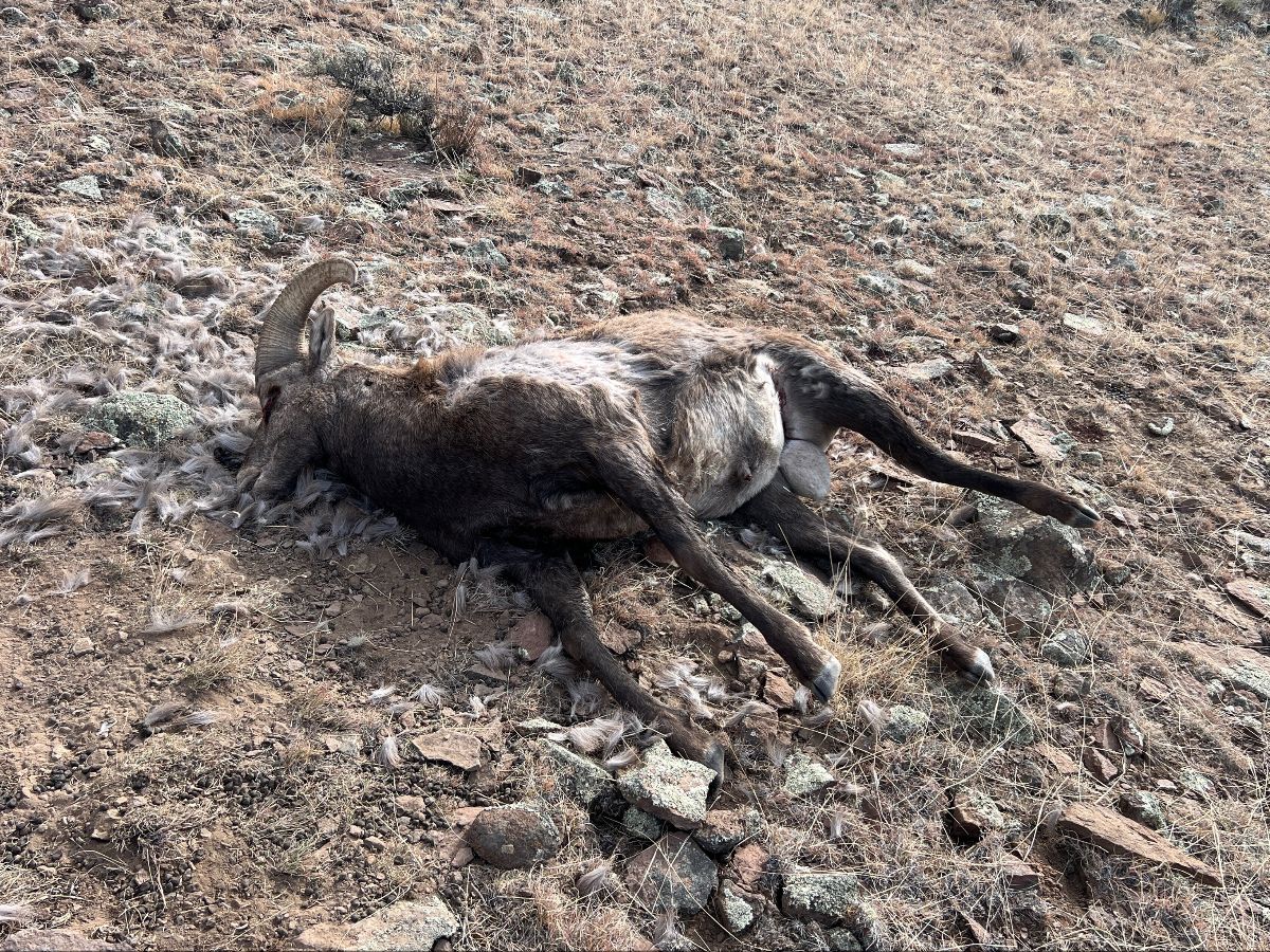 Rocky Mountain Sheep Poaching