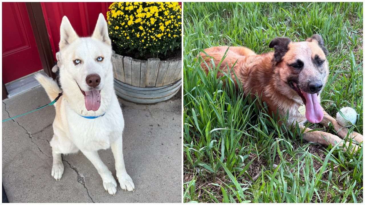 Dedman-Hokanson Animal Shelter in Fort Benton presents our adoptable Pets Of The Week: Aztec and Freya