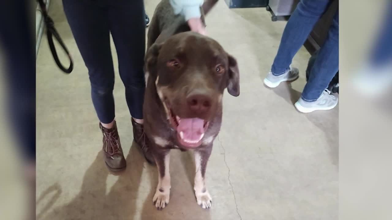 Barney finally has a forever home